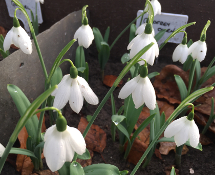 Galanthus 'Godfrey Owen'